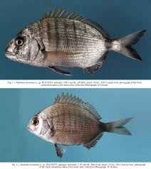 Image result for Diplodus cadenati