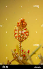 Attēlu rezultāti vaicājumam “Chara tomentosa”