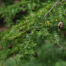 Attēlu rezultāti vaicājumam “Tsuga canadensis”