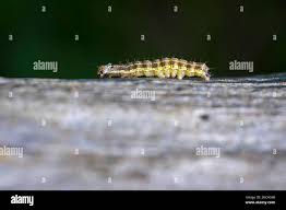 Attēlu rezultāti vaicājumam “Orthosia sp. larva”