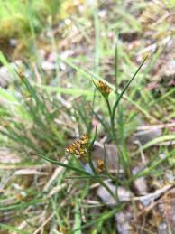 Attēlu rezultāti vaicājumam “Juncus articulatus”