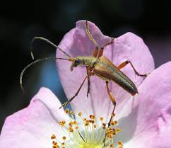 Attēlu rezultāti vaicājumam “Stenocorus meridianus”