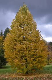 Attēlu rezultāti vaicājumam “Tilia”