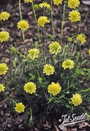 Image result for Scabiosa ochroleuca