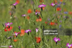 Image result for Kornrade