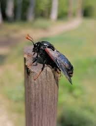 Attēlu rezultāti vaicājumam “Cimbex femoratus”