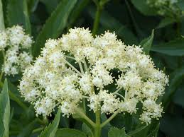 Attēlu rezultāti vaicājumam “Sambucus racemosa flower”