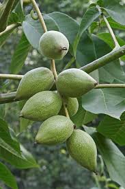 Attēlu rezultāti vaicājumam “Juglans mandshurica”