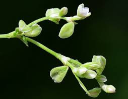 Attēlu rezultāti vaicājumam “Fallopia convolvulus fruit”