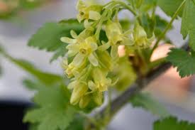 Attēlu rezultāti vaicājumam “Ribes nigrum flower”