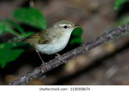 Attēlu rezultāti vaicājumam “Phylloscopus trochiloides”