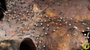 Attēlu rezultāti vaicājumam “Didymium megalosporum macro”