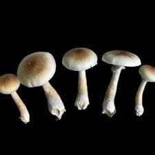 Attēlu rezultāti vaicājumam “Cribraria costata spores”