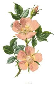 Image result for Rosa canina