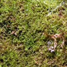 Attēlu rezultāti vaicājumam “Blepharostoma trichophyllum”