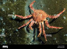 Image result for Lithodes maja