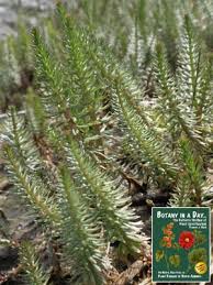 Attēlu rezultāti vaicājumam “Hippuridaceae”