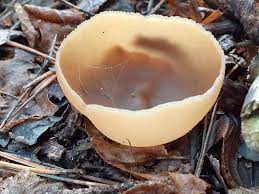 Attēlu rezultāti vaicājumam “Peziza flavida”