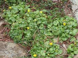 Attēlu rezultāti vaicājumam “Saxifraga cymbalaria”