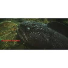 Image result for Anarhichas denticulatus