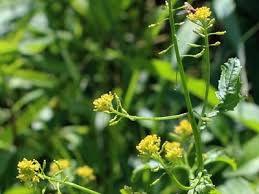 Attēlu rezultāti vaicājumam “Rorippa palustris flower”