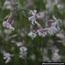 Attēlu rezultāti vaicājumam “Silene nutans flower”