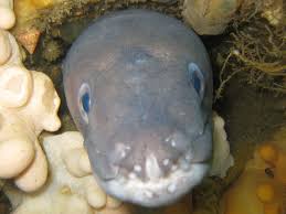 Image result for Prima Sub-Aqua