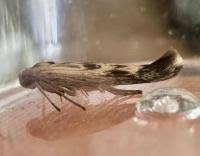 Attēlu rezultāti vaicājumam “Scythris limbella”