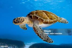 Image result for Chelonia mydas