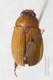 Attēlu rezultāti vaicājumam “Serica brunnea”