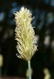 Attēlu rezultāti vaicājumam “Sesleria caerulea fruit”