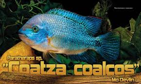 Attēlu rezultāti vaicājumam “Petractis sp.”