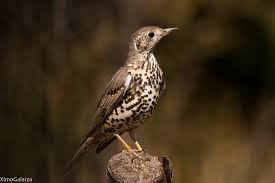 Attēlu rezultāti vaicājumam “Turdus viscivorus”