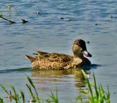 Image result for Anas discors