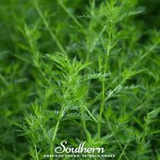 Image result for Artemisia annua