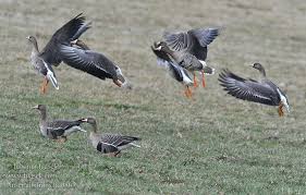 Attēlu rezultāti vaicājumam “Anser albifrons”