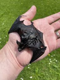 Attēlu rezultāti vaicājumam “Eptesicus nilssonii”