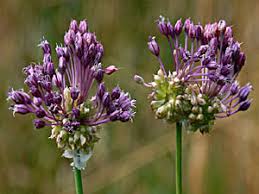 Attēlu rezultāti vaicājumam “Allium scorodoprasum leaf”