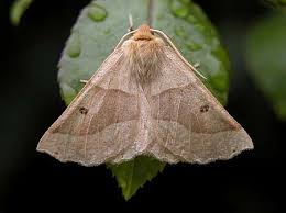 Attēlu rezultāti vaicājumam “Crocallis elinguaria”