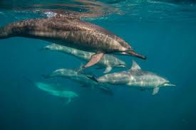 Image result for Durley Dolphin Diver