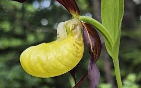 Attēlu rezultāti vaicājumam “Cypripedium calceolus”