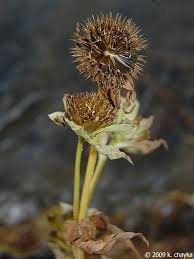 Attēlu rezultāti vaicājumam “Bidens tripartita fruit”