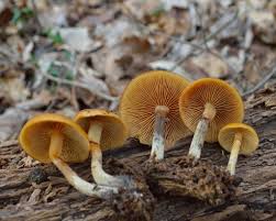 Attēlu rezultāti vaicājumam “Galerina marginata”