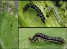 Attēlu rezultāti vaicājumam “Orthosia gracilis”