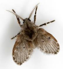 Attēlu rezultāti vaicājumam “Psychodidae”