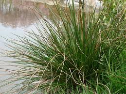 Attēlu rezultāti vaicājumam “Juncus effusus”