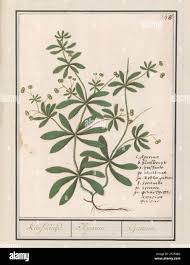 Attēlu rezultāti vaicājumam “Galium album flower”