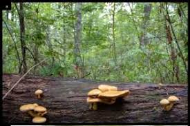 Attēlu rezultāti vaicājumam “Physarum luteolum”