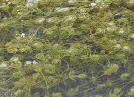 Attēlu rezultāti vaicājumam “Chara hispida”