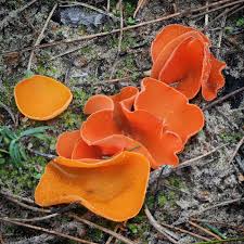 Attēlu rezultāti vaicājumam “Aleuria aurantia”